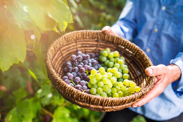 Grapes: A Nutritional Powerhouse – Purpose, Health Benefits, and FAQs Grapes A Nutritional Powerhouse - Purpose, Health Benefits, and FAQs