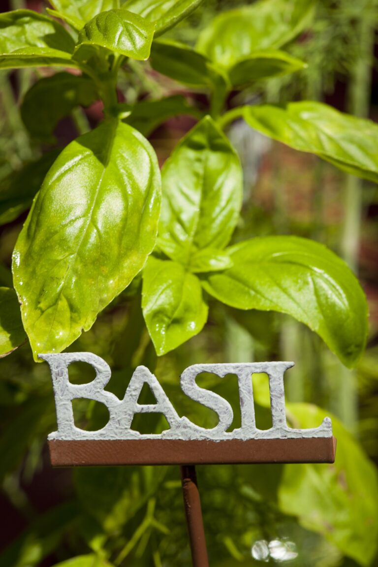 Basil: The Unexpected Beauty Booster From Your Herb Garden Basil The Unexpected Beauty Booster From Your Herb Garden