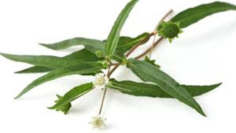 Bhringraj (False Daisy) : Health Benefits, Uses, and Potential Side Effects Bhringraj (False Daisy) Health Benefits, Uses, and Potential Side