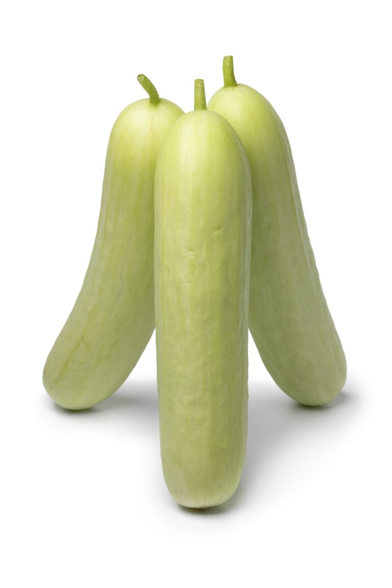 Bottle Gourd (Lauki): Health Benefits, Nutritional Value, and Potential Side Effects Bottle Gourd (Lauki) Health Benefits, Nutritional Value, and Potential Side Effects