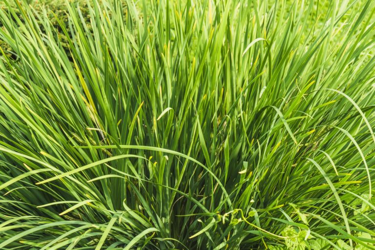 Citronella Grass: Health Benefits, Uses, and Potential Side Effects Citronella Grass: Health Benefits, Uses, and Potential Side Effects, mend.zone
