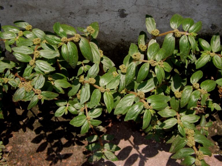 Euphorbia Hirta (Asthma-plant): Health Benefits, Uses, and Potential Side Effects Euphorbia Hirta (Asthma-plant) Health Benefits, Uses, and Potential Side Effects