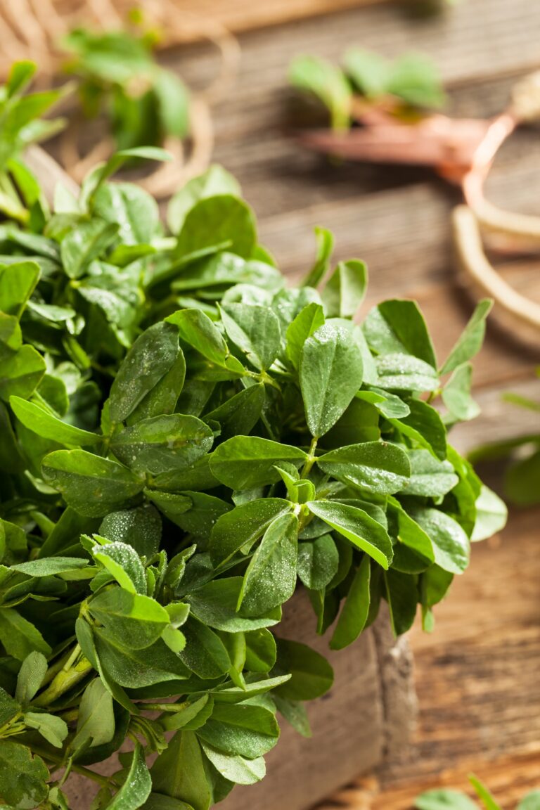 Fenugreek Leaves (Methi): Health Benefits, Nutritional Value, and Potential Side Effects Fenugreek Leaves (Methi) Health Benefits, Nutritional Value, and Potential Side Effects
