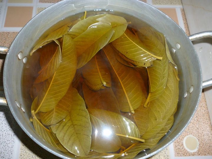 Guava Leaf Tea: Sip Your Way to Better Health Guava Leaf Tea Sip Your Way to Better Health, mend.zone, Guava Leaf , Guava Leaf water