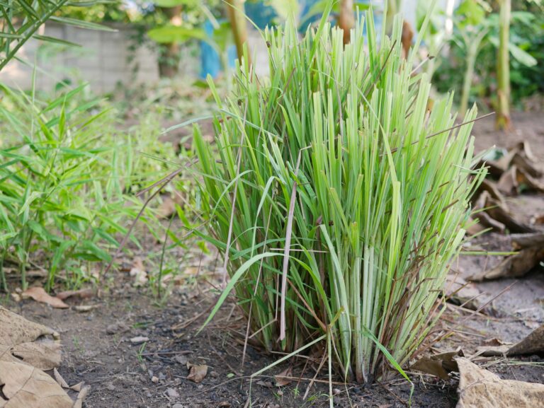 Lemongrass The Zesty Herb with a Wealth of Health Benefits