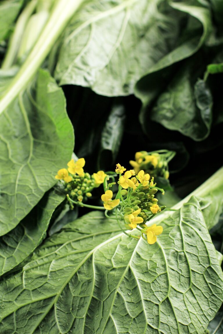 Mustard Greens Leaves (Sarson): Health Benefits, Nutritional Value, and Potential Side Effects Mustard Greens leaves (Sarson) Health Benefits, Nutritional Value, and Potential Side Effects