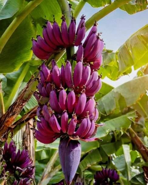 Purple Banana: Health Benefits, Uses, and Potential Side Effects Purple Banana Health Benefits, Uses, and Potential Side Effects, mend.zone