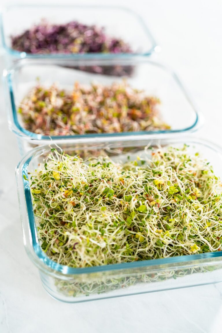 Sprouts: Benefits, Side Effects, Nutritional Value and Preparation Sprouts Benefits, Side Effects, Nutritional Value and Preparation, mend.zone