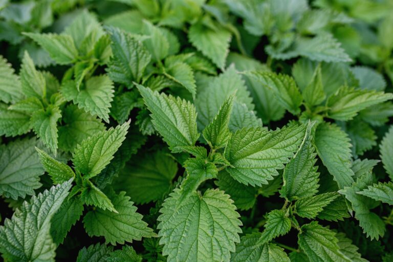 Stinging Nettle: Health Benefits, Uses, and Potential Side Effects Stinging Nettle Health Benefits, Uses, and Potential Side Effects, mend.zone