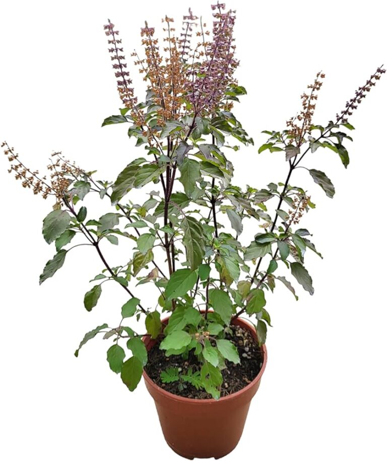 Tulsi (Holy Basil): Health Benefits, Uses, and Potential Side Effects Tulsi (Holy Basil) Health Benefits, Uses, and Potential Side Effects, mend.zone